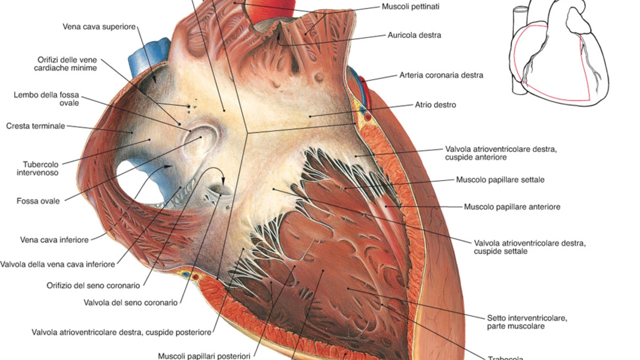 Moxifloxacina e il Cuore: Potenziali Rischi Cardiaci